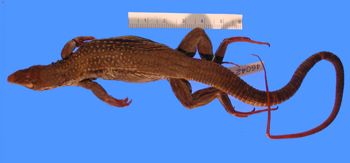 Media type: image; Herpetology R-46042